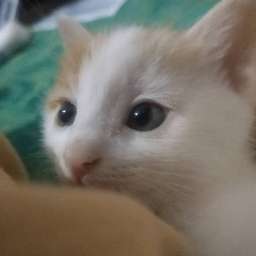 屑屑屑的小可爱