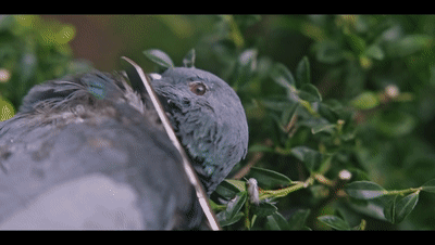 【12部电影合集】重口丨恐怖丨惊悚丨变态丨涩情丨度盘独立下载